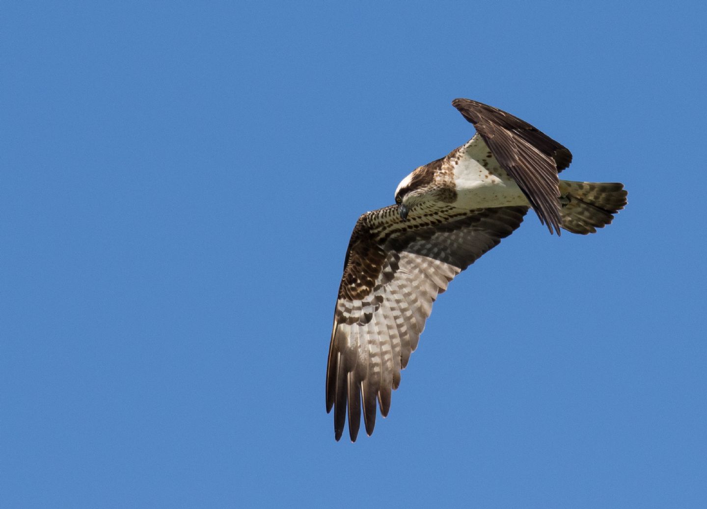 Falco pescatore